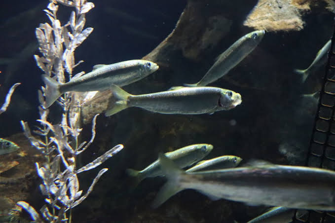 ニシンの切り分け方